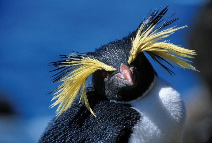 Aptenodytes patagonicus