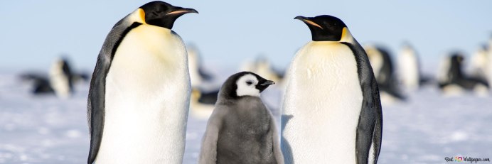 The Penguins группа