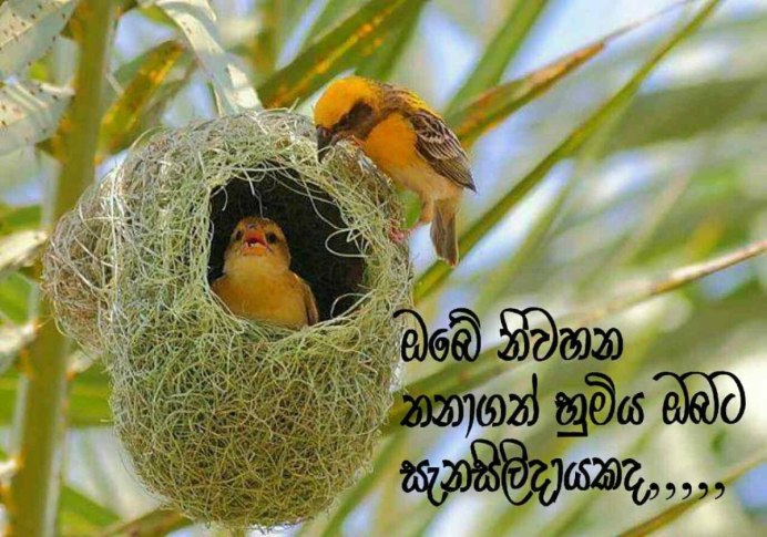 Африканские ткачики гнезда