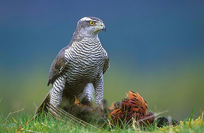 Ястреб - тетеревятник (Accipiter gentilis)