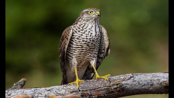 Ястреб - тетеревятник (Accipiter gentilis)