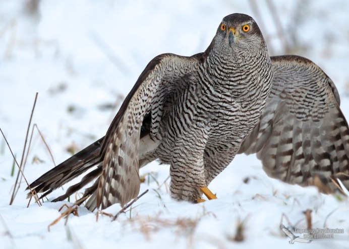 Ястреб - тетеревятник (Accipiter gentilis)