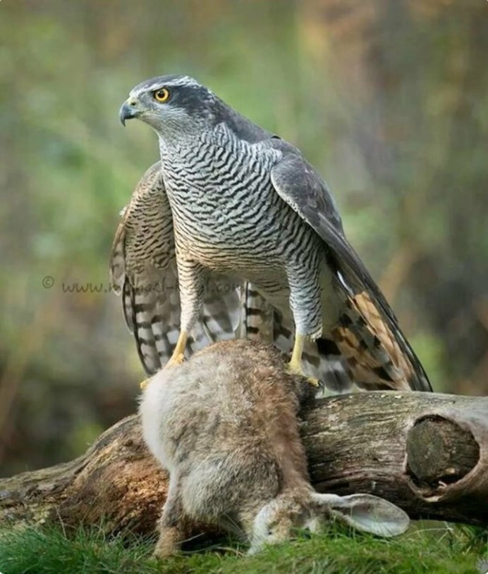 Камчатский тетеревятник Accipiter gentilis albidus