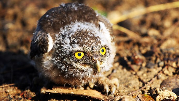 Pearl-spotted Owlet