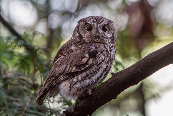 Воробьиный Сыч птенец