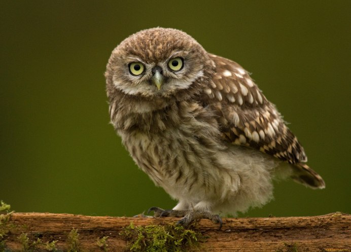 Воробьиный Сыч