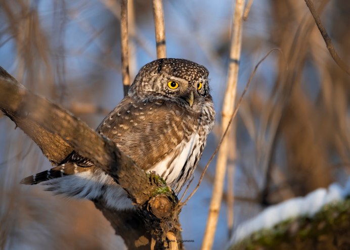Воробьиный Сыч совёнок