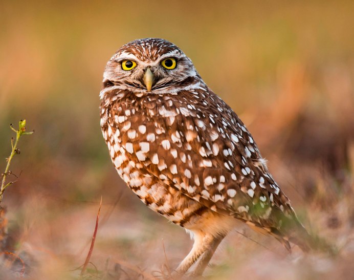 Домовый Сыч испуганный