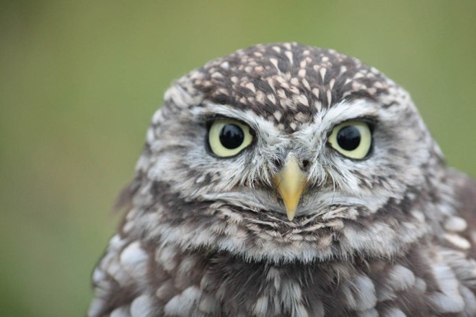 Калифорнийский воробьиный Сыч-Гном