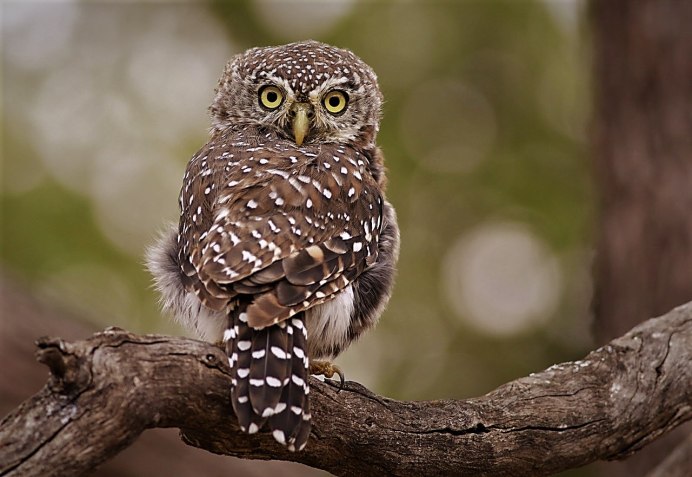 Воробьиный сычик с птенцами