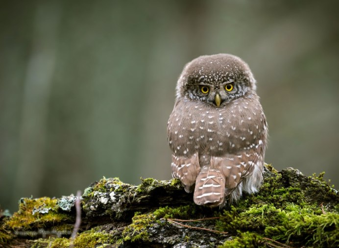 Сыч сплюшка