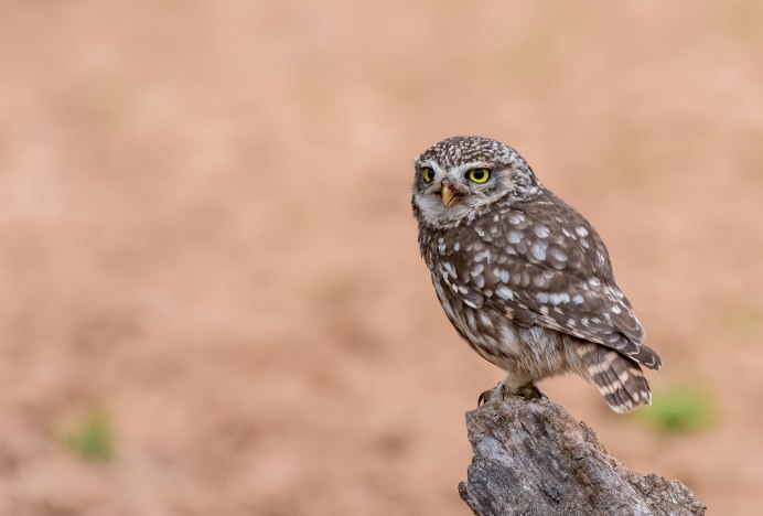 Кубинский воробьиный Сыч