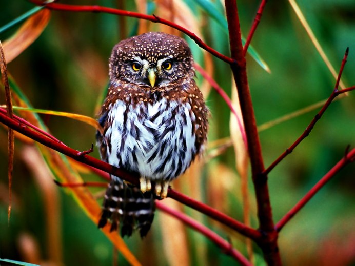 Карликовый Сыч