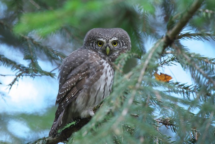 Домовый Сыч