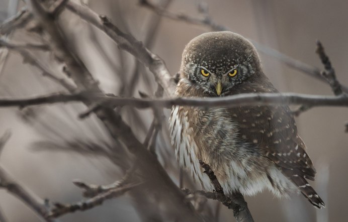 Воробьиный Сыч - Glaucidium passerinum