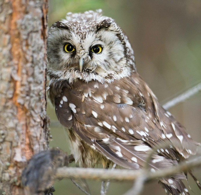 Домовый Сыч