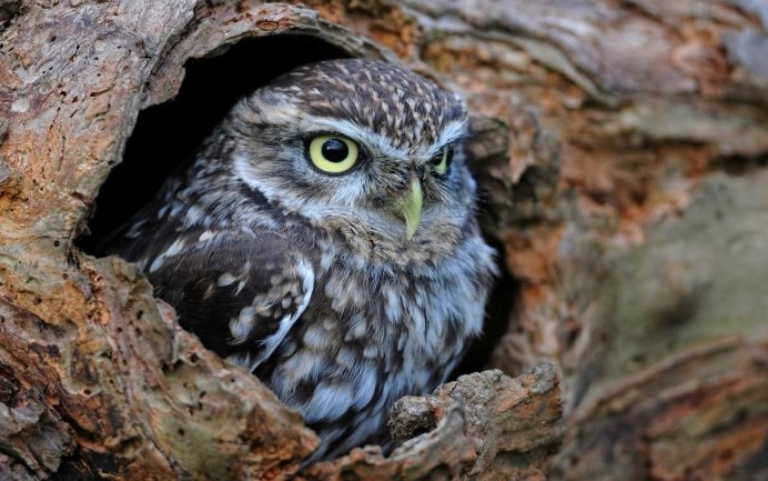 Сова Филин Сыч