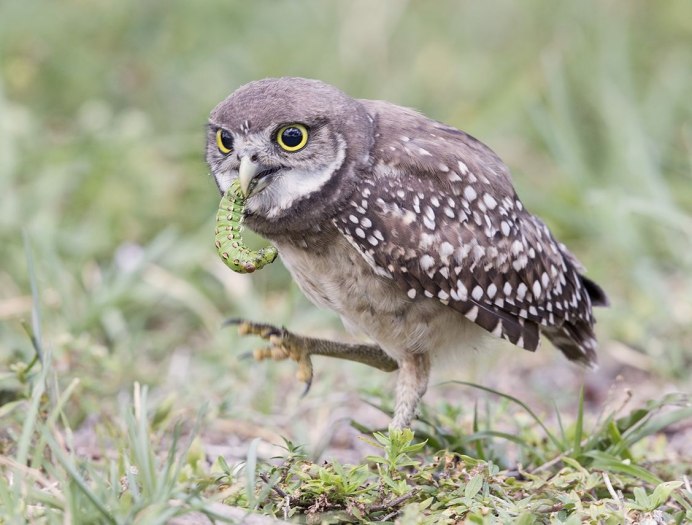 Мохноногий Сыч