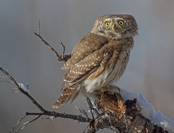 Воробьиный Сыч