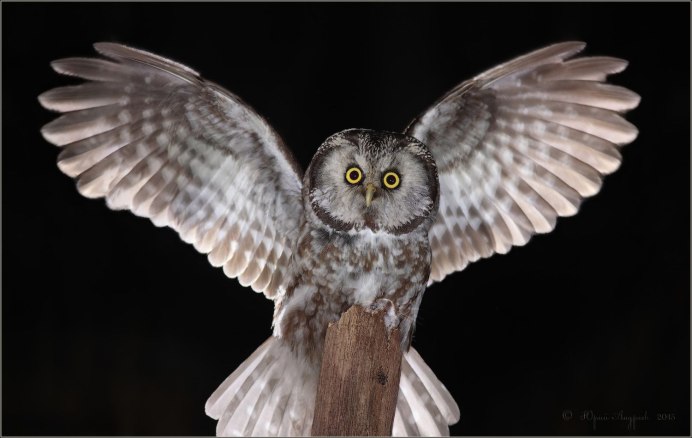 Северный воробьиный Сыч