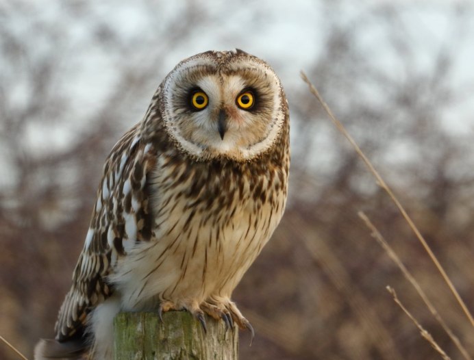 Ошейниковый воробьиный Сыч