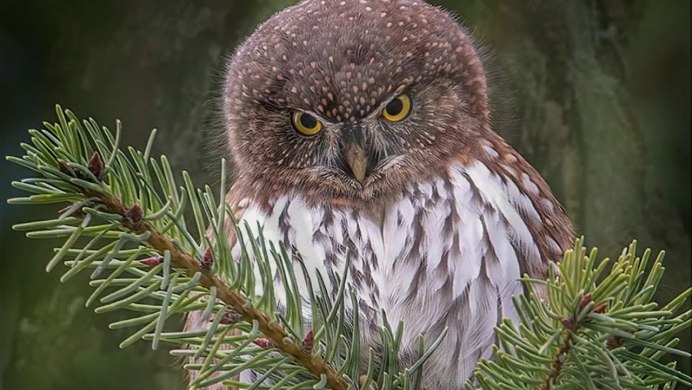 Сова сплюшка сычик