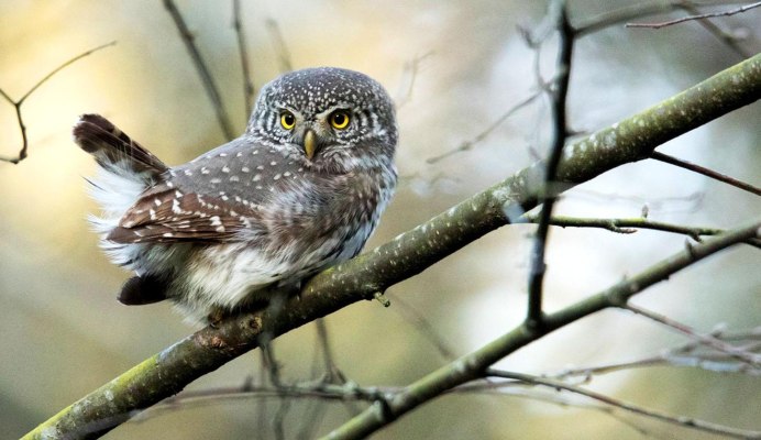 Новошотландский мохноногий Сыч