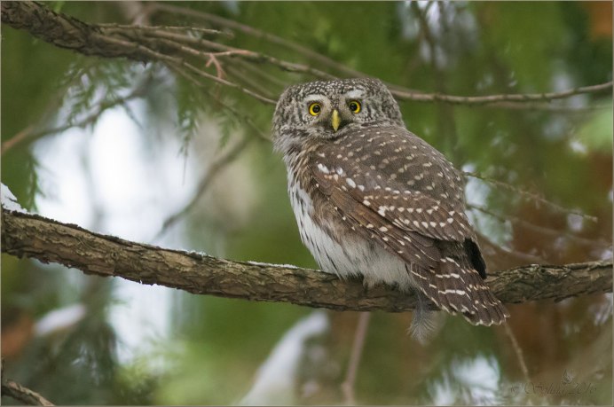 Домовый Сыч