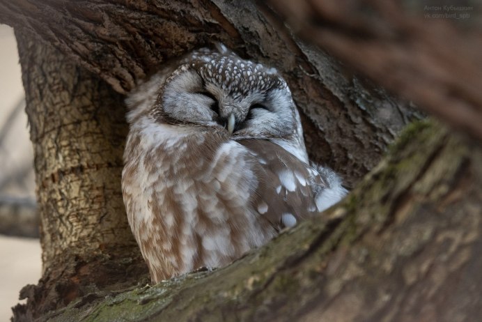 Североамериканский мохноногий Сыч