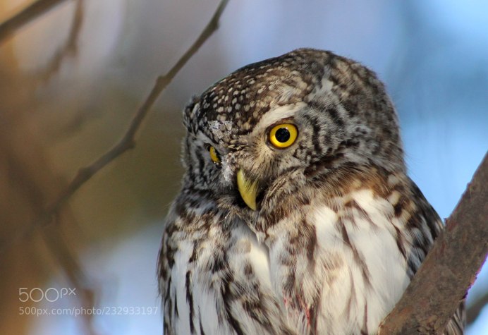 Воробьиный Сыч птенец