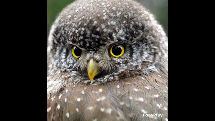 Дневные Хищные Совы