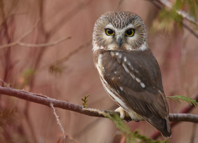 Мохноногий Сыч птенец