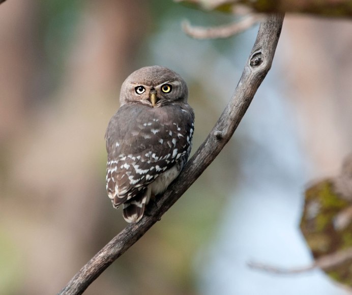 Мохноногий Сыч в полете