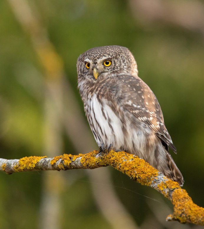 Сова воробьиный сычик