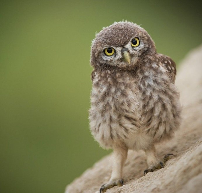 Сычик Гарри Поттер