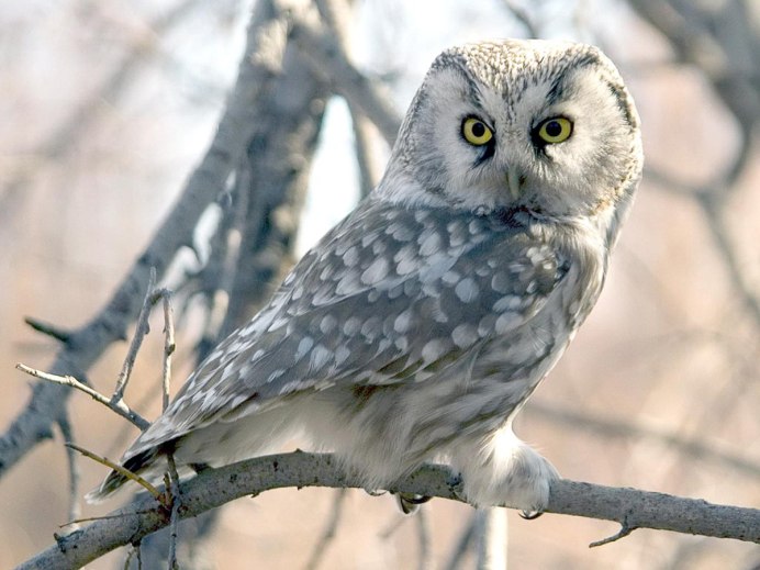 Воробьиный Сыч