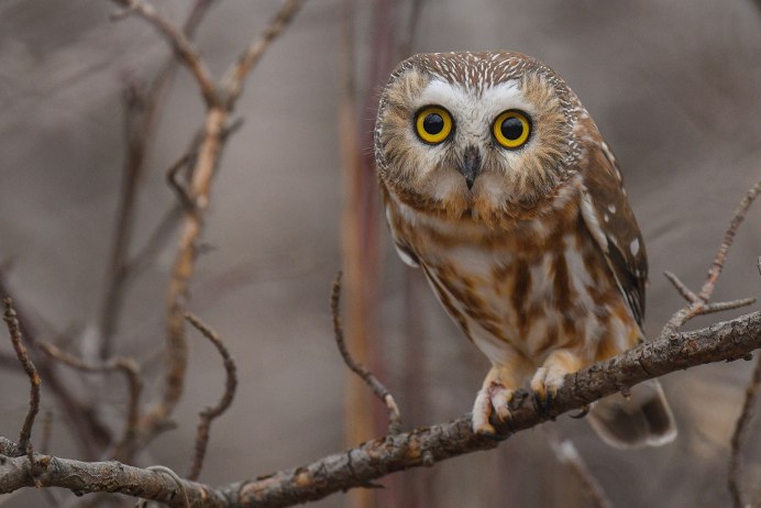 Сыч мышиный птица