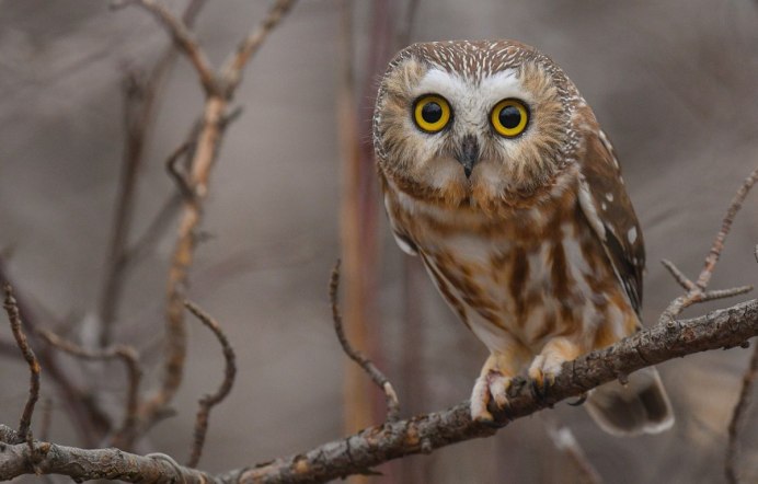 Воробьиный Сыч птенец