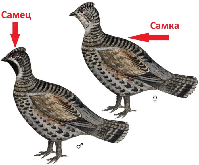 Рябчик самец и самка
