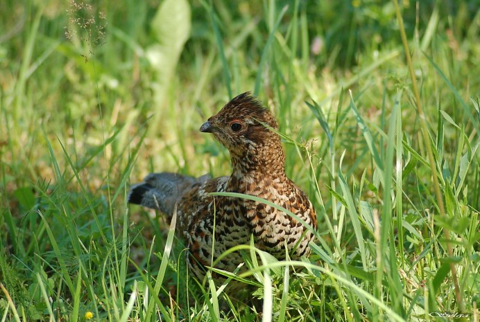 Тетеревиные Tetraonidae