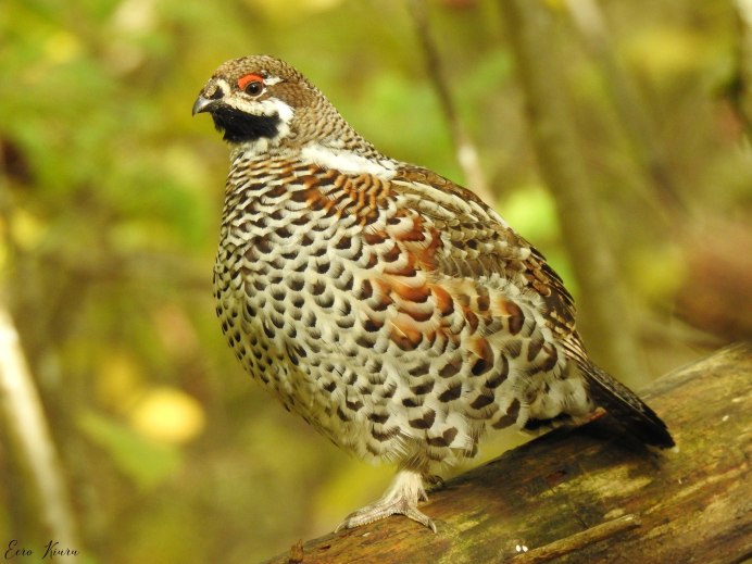 Рябчик Tetrastes bonasia