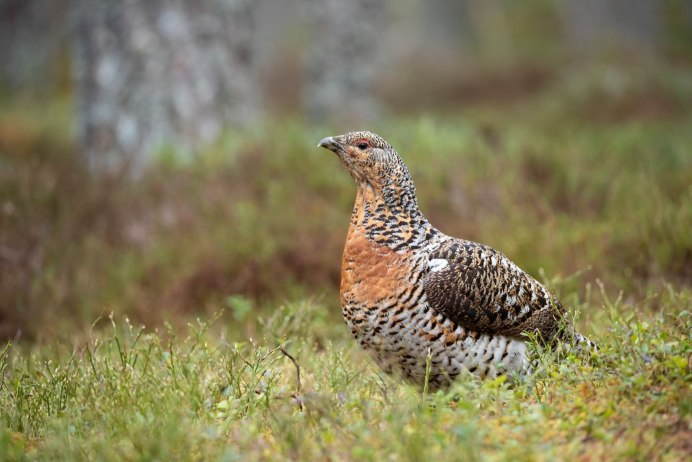 Глухарь (Tetrao urogallus)