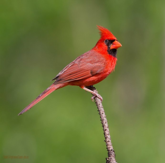 Красные оттенки Cardinal