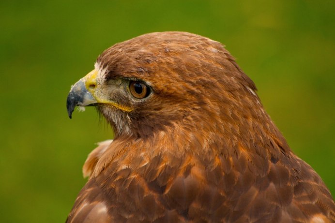 Рыжий ястреб птица