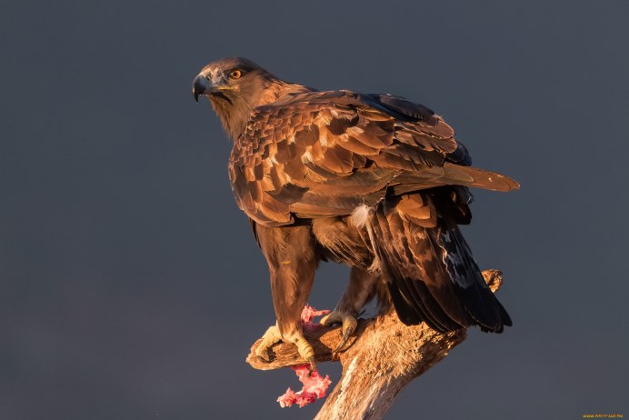 Камерун птицы Хищные Африка