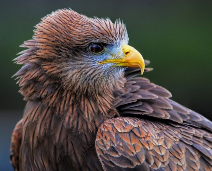 Сокол Лунь ястреб