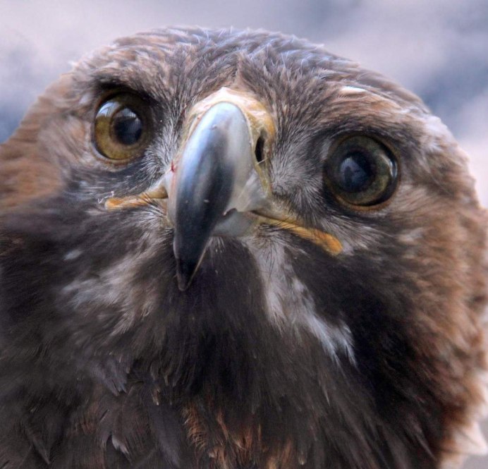 Каштановобрюхий ястреб