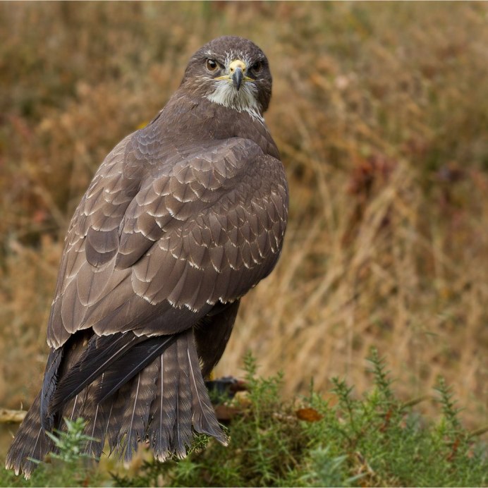 Орел Сокол ястреб Сапсан