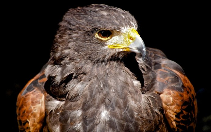 Ястреб коричневый