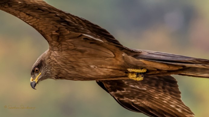 Сокол Орел ястреб канюк